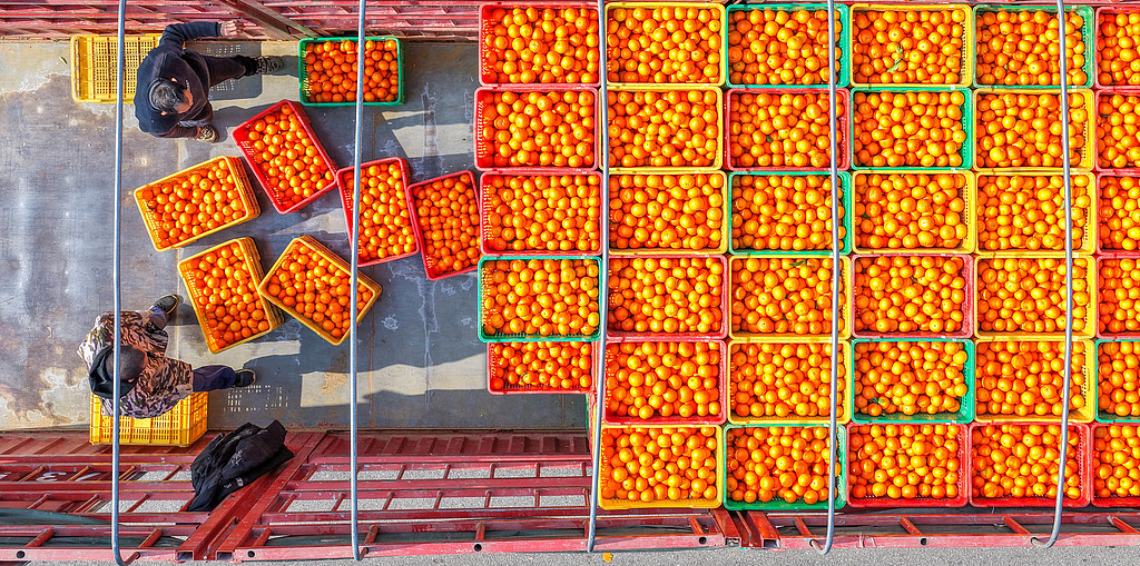 湖南永州：农民采摘装运柑橘