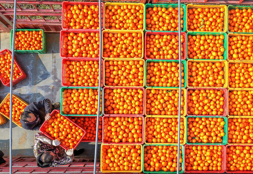 湖南永州：农民采摘装运柑橘