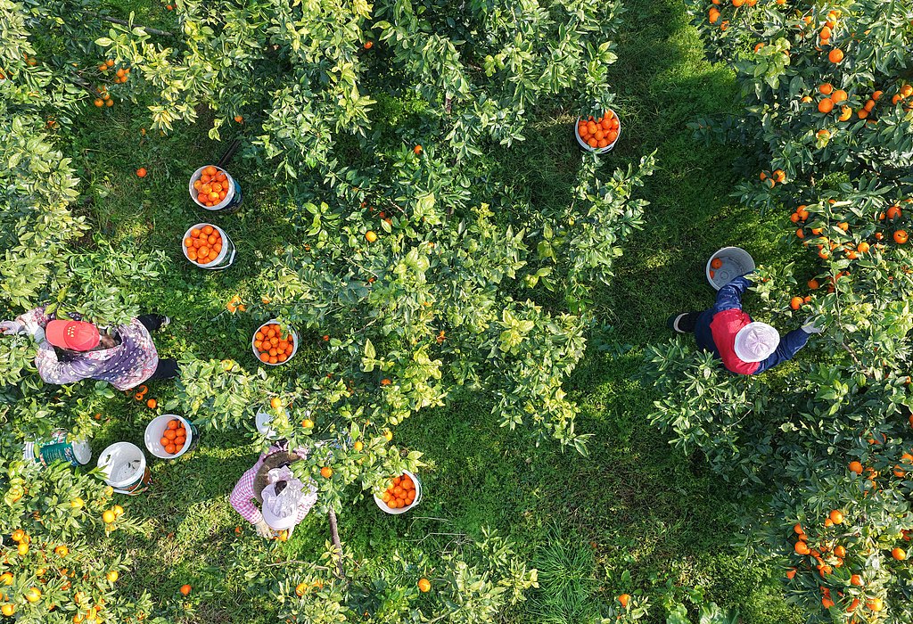 湖南永州：农民采摘装运柑橘