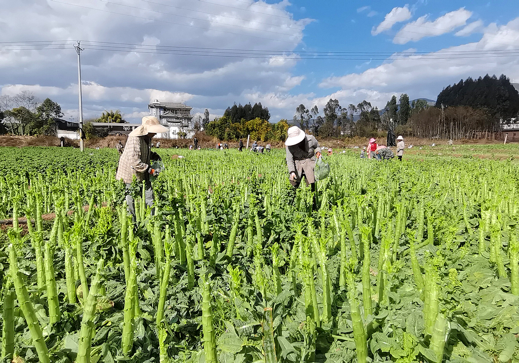 云南大理：蔬菜喜获丰收 菜农采摘供应市场