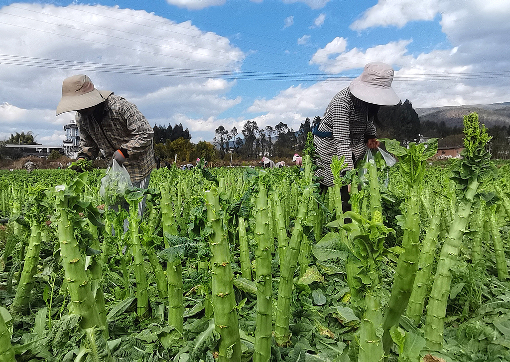 云南大理：蔬菜喜获丰收 菜农采摘供应市场
