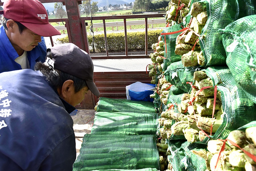 云南大理：蔬菜喜获丰收 菜农采摘供应市场