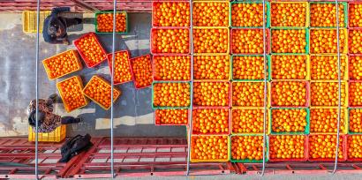 湖南永州：农民采摘装运柑橘