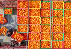 湖南永州：农民采摘装运柑橘