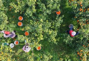 湖南永州：农民采摘装运柑橘