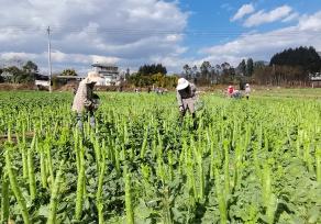 云南大理：蔬菜喜获丰收 菜农采摘供应市场