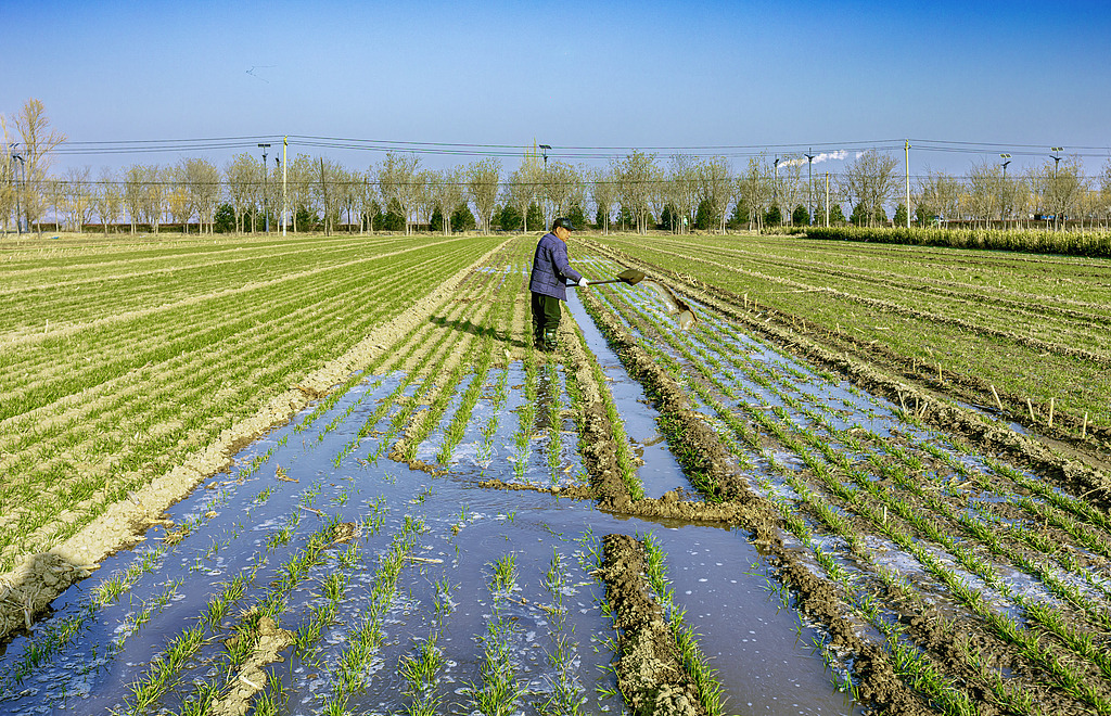 山西运城：村民在麦田劳作