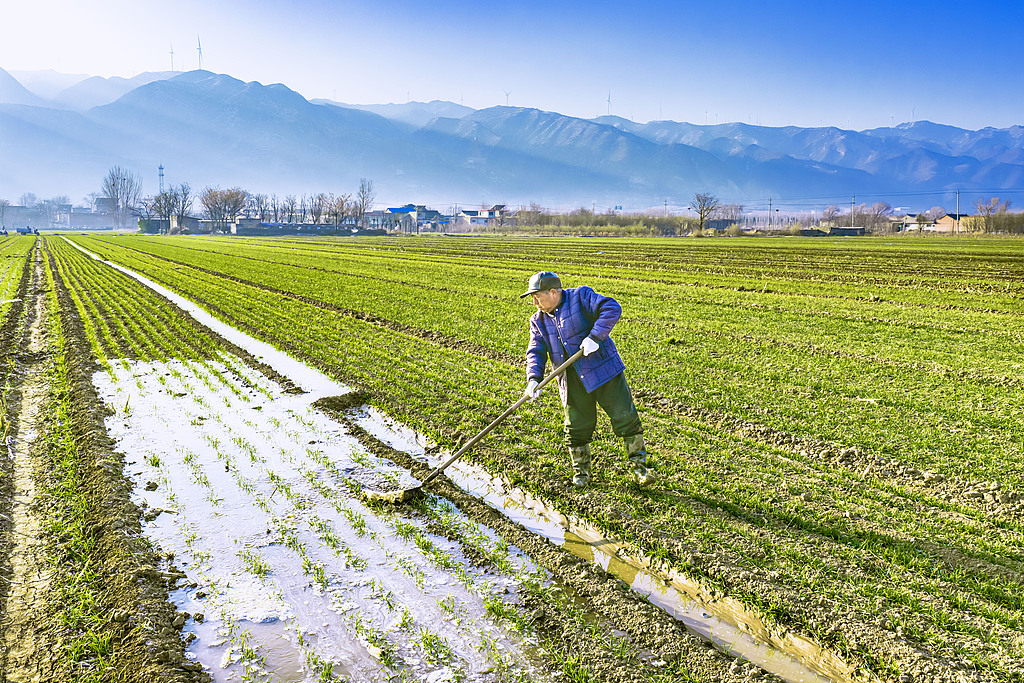 山西运城：村民在麦田劳作