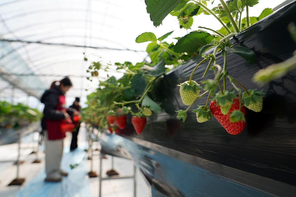 浙江乐清：果农智能温室大棚内采摘草莓