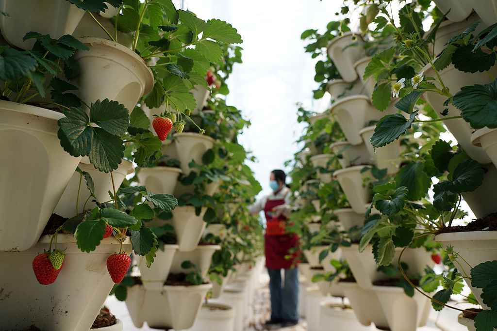 浙江乐清：果农智能温室大棚内采摘草莓