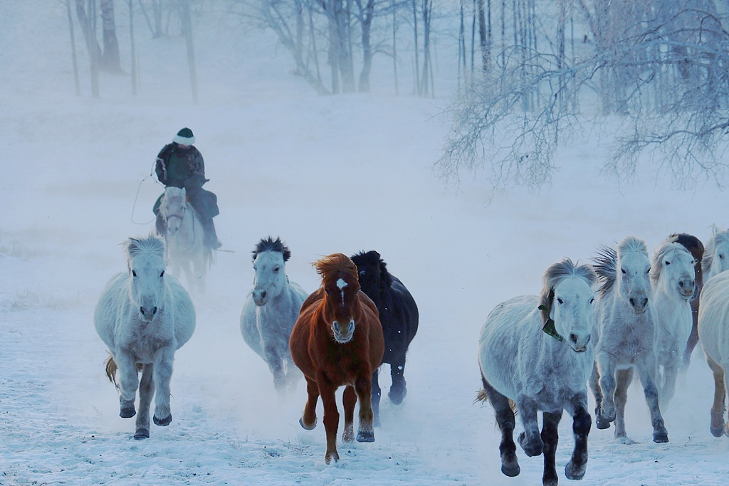 内蒙古赤峰：冬日草原上演“马踏飞雪”景象