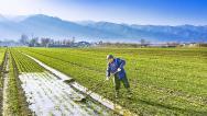 山西运城：村民在麦田劳作