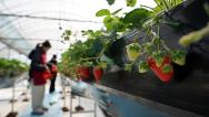 浙江乐清：果农智能温室大棚内采摘草莓