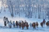 内蒙古赤峰：冬日草原上演“马踏飞雪”景象