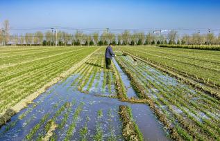 山西运城：村民在麦田劳作