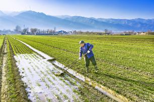 山西运城：村民在麦田劳作