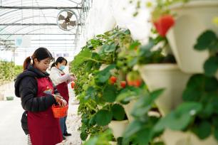 浙江乐清：果农智能温室大棚内采摘草莓