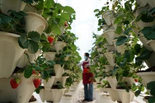 浙江乐清：果农智能温室大棚内采摘草莓