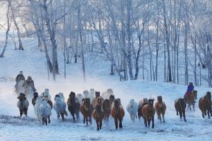内蒙古赤峰：冬日草原上演“马踏飞雪”景象