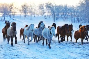 内蒙古赤峰：冬日草原上演“马踏飞雪”景象
