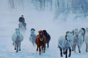 内蒙古赤峰：冬日草原上演“马踏飞雪”景象