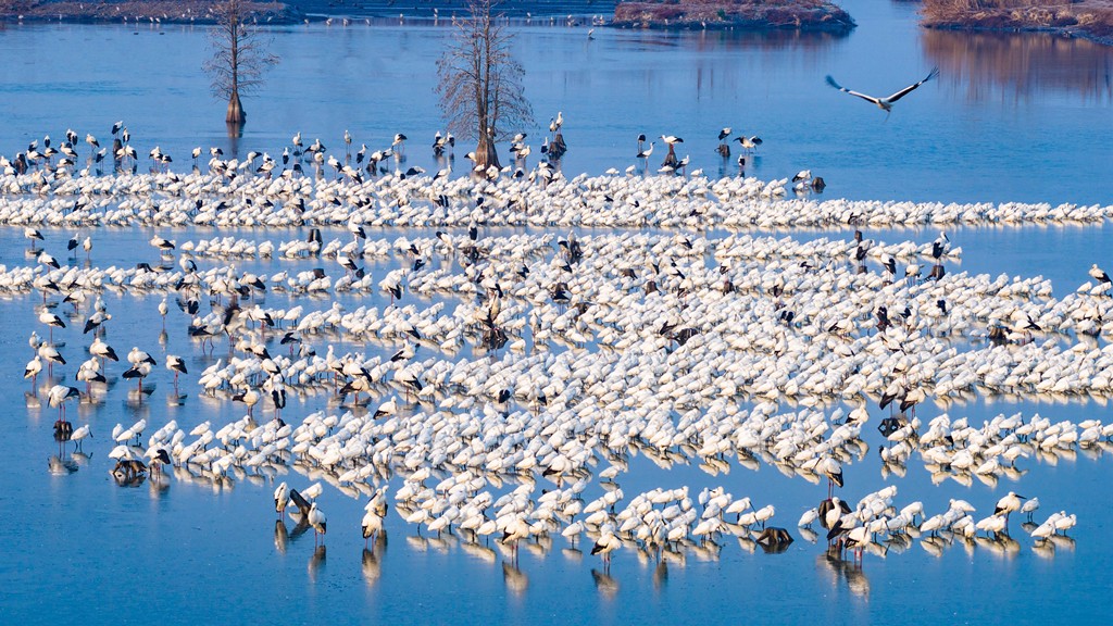 江苏兴化：候鸟在湿地公园内栖息觅食