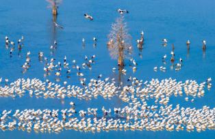 江苏兴化：候鸟在湿地公园内栖息觅食