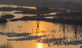 江苏兴化：候鸟在湿地公园内栖息觅食