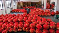 浙江金华：工人赶制节庆红灯笼