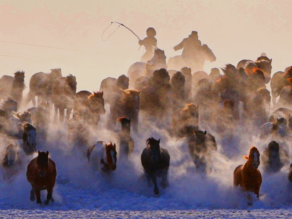 内蒙古赤峰：冬日草原上演“万马奔腾”