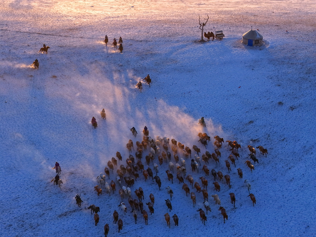 内蒙古赤峰：冬日草原上演“万马奔腾”