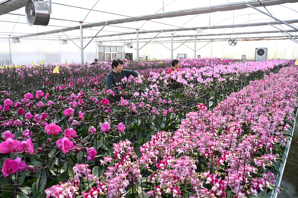 河北石家庄：花农智能温室大棚内管理花卉