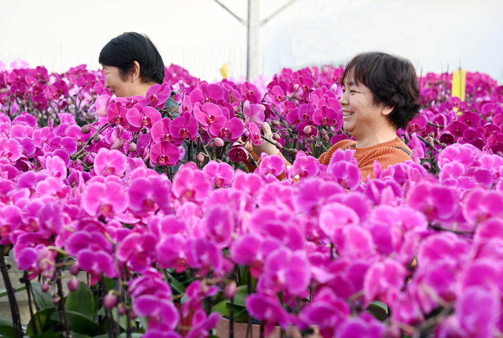 河北石家庄：花农智能温室大棚内管理花卉