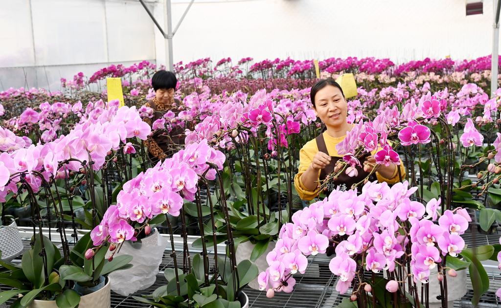 河北石家庄：花农智能温室大棚内管理花卉