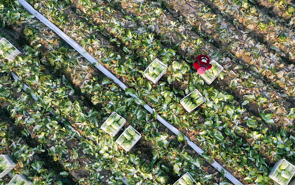 江苏南通：村民采收大白菜