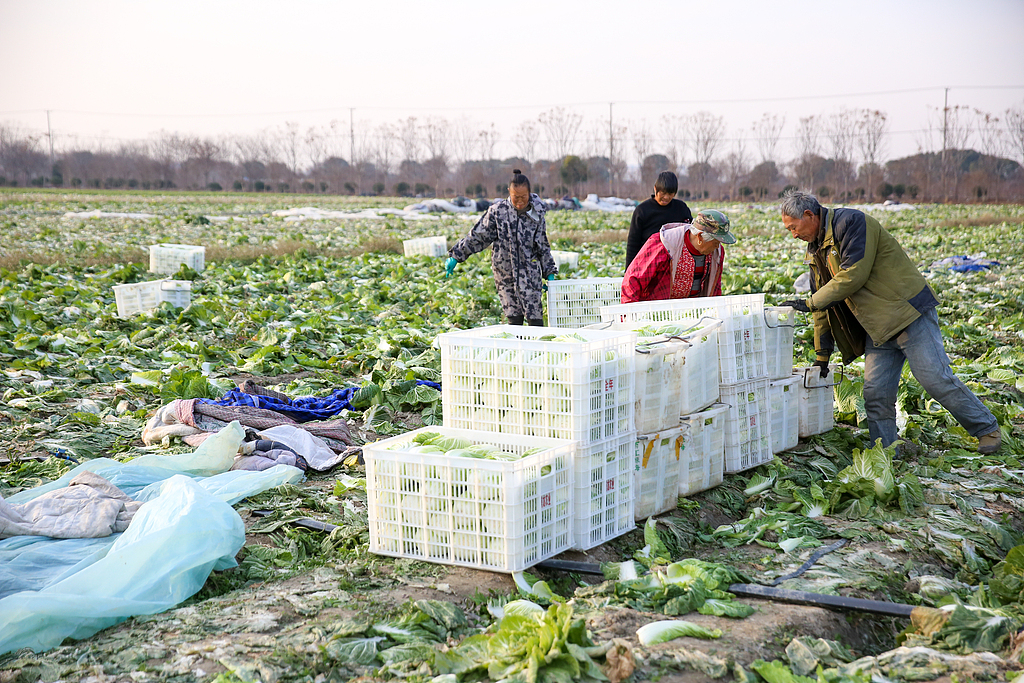 江苏南通：村民采收大白菜