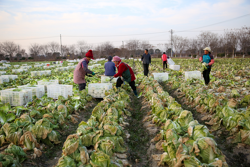 江苏南通：村民采收大白菜