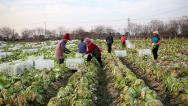 江苏南通：村民采收大白菜