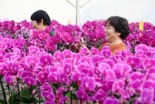 河北石家庄：花农智能温室大棚内管理花卉