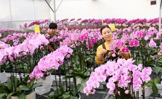 河北石家庄：花农智能温室大棚内管理花卉