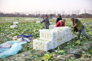 江苏南通：村民采收大白菜