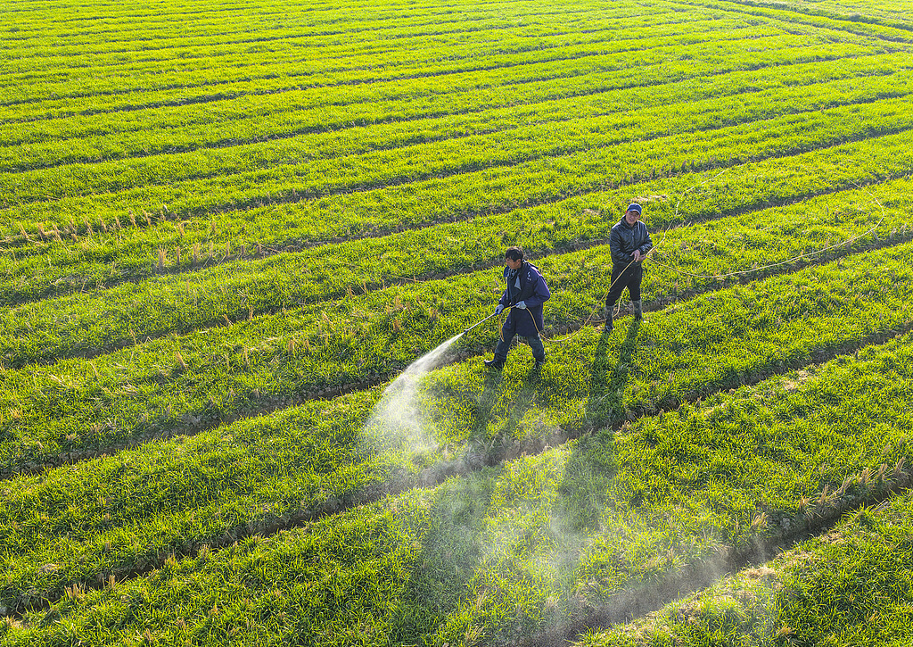 安徽芜湖：农民为小麦喷药施肥