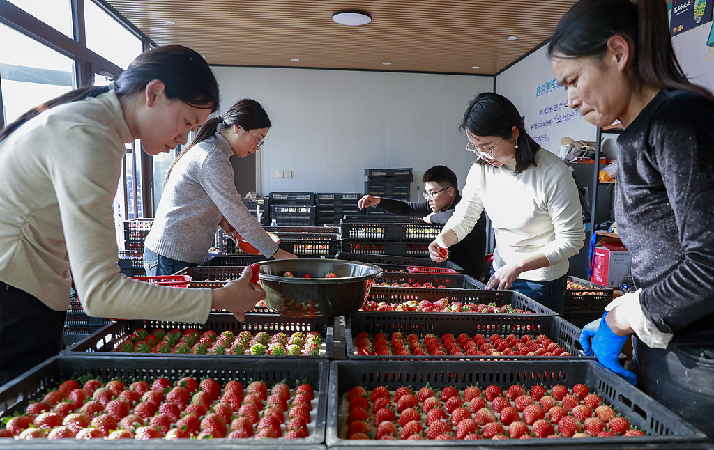 江苏宿迁：工人采摘大棚草莓供应市场