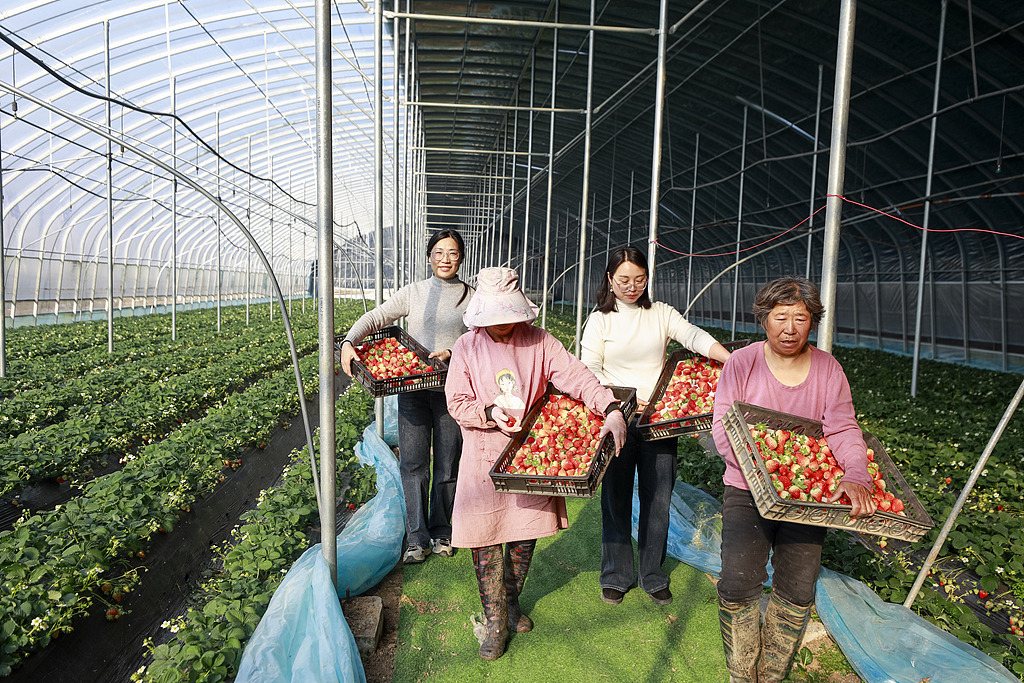 江苏宿迁：工人采摘大棚草莓供应市场
