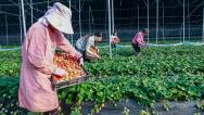 江苏宿迁：工人采摘大棚草莓供应市场