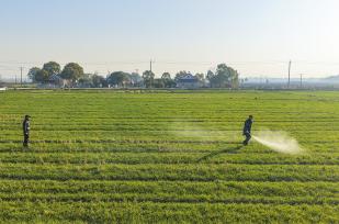 安徽芜湖：农民为小麦喷药施肥