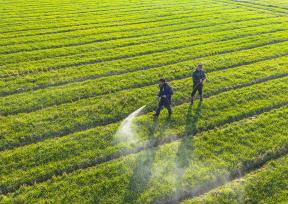 安徽芜湖：农民为小麦喷药施肥