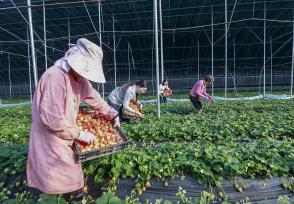 江苏宿迁：工人采摘大棚草莓供应市场