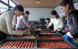 江苏宿迁：工人采摘大棚草莓供应市场