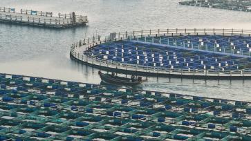 山东威海：养殖工人驾船海上冬耕